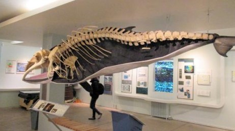 5. Museum Paus Husavik, Husavik, Islandia